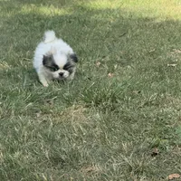Nibbles , a male Pekingese for sale in Clover, SC – 2 of 6