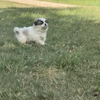 Nibbles , a male Pekingese for sale in Clover, SC – 3 of 6