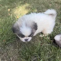 Nibbles , a male Pekingese for sale in Clover, SC – 5 of 6