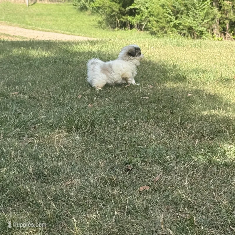 Nibbles  – Pekingese puppy on hold in Clover, SC