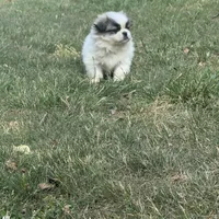 Nibbles , a male Pekingese for sale in Clover, SC – 4 of 6