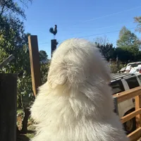 Julio , a male Pekingese for sale in Clover, SC – 3 of 5
