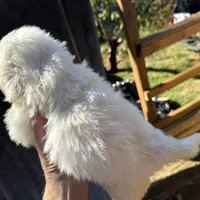 Julio , a male Pekingese for sale in Clover, SC – 4 of 5