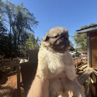 Max, a male Pekingese for sale in Clover, SC – 3 of 3