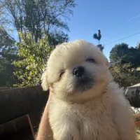 Julio , a male Pekingese for sale in Clover, SC – 2 of 5