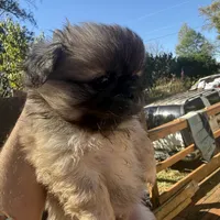 Jake, a male Pekingese for sale in Clover, SC – 5 of 5