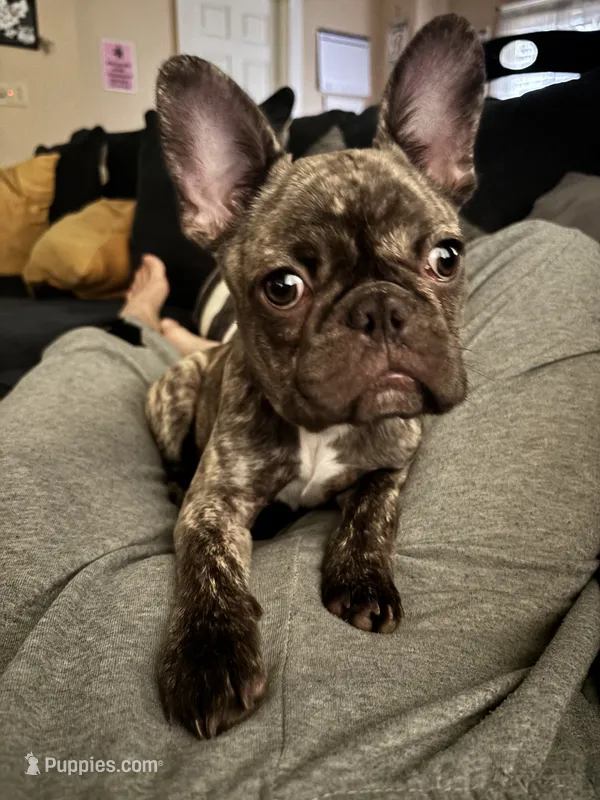 Big girl  – French Bulldog puppy on hold in Leominster, MA