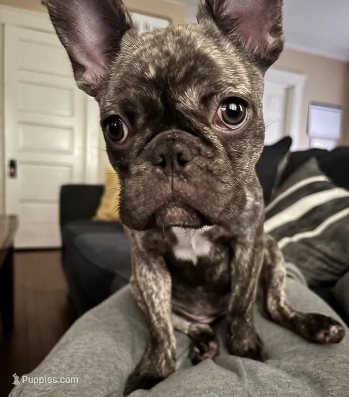 Big girl  – French Bulldog puppy for sale in Leominster, MA