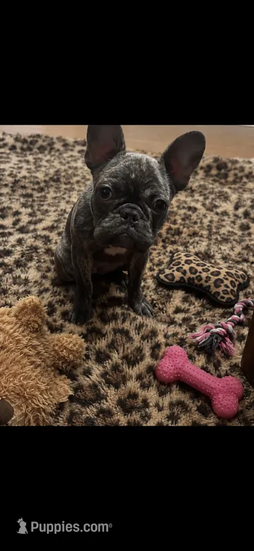 Big girl  – French Bulldog puppy for sale in Leominster, MA