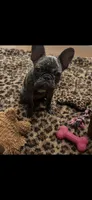 Big girl , a female French Bulldog for sale in Leominster, MA – 1 of 1