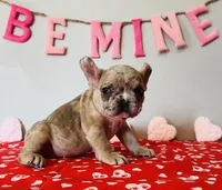 Chip, a male French Bulldog for sale in Fennimore, WI – Photo 3 of 8