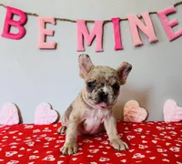 Chip, a male French Bulldog for sale in Fennimore, WI – Photo 2 of 8