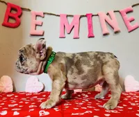 Chip, a male French Bulldog for sale in Fennimore, WI – Photo 4 of 8