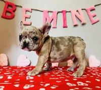 Chip, a male French Bulldog for sale in Fennimore, WI – Photo 1 of 8