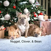 Chip, a male French Bulldog for sale in Fennimore, WI – Photo 6 of 8