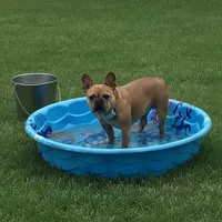 Chip, a male French Bulldog for sale in Fennimore, WI – Photo 8 of 8