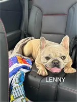 Chip, a male French Bulldog for sale in Fennimore, WI – Photo 7 of 8