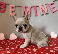 processed/4c992ff0-f24b-4a69-9f02-74589c2a86ab/listing/08d402bd-1b7c-48b0-a765-01d6d083ebc2/f51c2f3d-7d21-44b8-b34f-2913ad3b268c