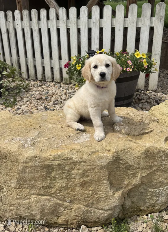Tilly – Golden Retriever puppy for sale in Fennimore, WI