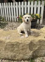 Tilly, a female Golden Retriever for sale in Fennimore, WI – 1 of 7