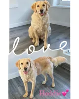 Tilly, a female Golden Retriever for sale in Fennimore, WI – 5 of 7