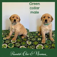 Murphy, a male Golden Retriever for sale in Fennimore, WI – Photo 3 of 8