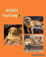 Murphy, a male Golden Retriever for sale in Fennimore, WI – Photo 5 of 8