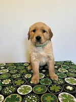 Murphy, a male Golden Retriever for sale in Fennimore, WI – Photo 4 of 8