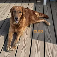 Murphy, a male Golden Retriever for sale in Fennimore, WI – Photo 6 of 8