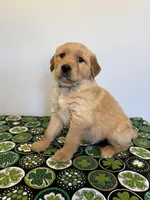 Murphy, a male Golden Retriever for sale in Fennimore, WI – Photo 8 of 8