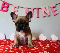 Juliet, a female French Bulldog for sale in Fennimore, WI – Photo 2 of 9