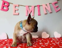 Juliet, a female French Bulldog for sale in Fennimore, WI – Photo 3 of 9