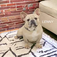 Juliet, a female French Bulldog for sale in Fennimore, WI – Photo 7 of 9