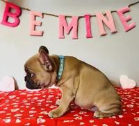 Juliet, a female French Bulldog for sale in Fennimore, WI – Photo 5 of 9