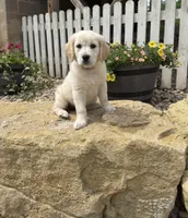 Tilly, a female Golden Retriever for sale in Fennimore, WI – 3 of 7