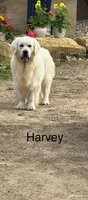 Tilly, a female Golden Retriever for sale in Fennimore, WI – 4 of 7