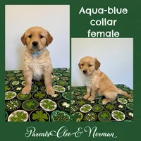 Paisley Ann, a female Golden Retriever for sale in Fennimore, WI – Photo 3 of 5