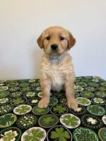 Paisley Ann, a female Golden Retriever for sale in Fennimore, WI – Photo 1 of 5