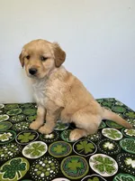 Paisley Ann, a female Golden Retriever for sale in Fennimore, WI – Photo 2 of 5