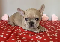 Gizmo, a male French Bulldog for sale in Fennimore, WI – Photo 2 of 7