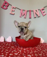 Gizmo, a male French Bulldog for sale in Fennimore, WI – Photo 1 of 7