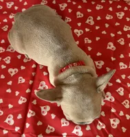 Gizmo, a male French Bulldog for sale in Fennimore, WI – Photo 3 of 7