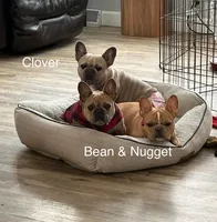 Gizmo, a male French Bulldog for sale in Fennimore, WI – Photo 4 of 7