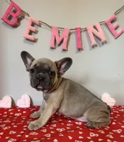 Gypsy, a female French Bulldog for sale in Fennimore, WI – Photo 1 of 9