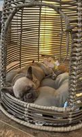 Gypsy, a female French Bulldog for sale in Fennimore, WI – Photo 5 of 9