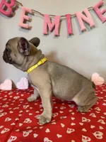 Gypsy, a female French Bulldog for sale in Fennimore, WI – Photo 3 of 9