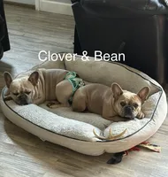 Gypsy, a female French Bulldog for sale in Fennimore, WI – Photo 8 of 9