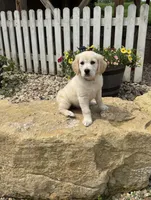 Tilly, a female Golden Retriever for sale in Fennimore, WI – 2 of 7