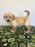 Piper Jo, a female Golden Retriever for sale in Fennimore, WI – Photo 2 of 5