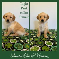Piper Jo, a female Golden Retriever for sale in Fennimore, WI – Photo 3 of 5